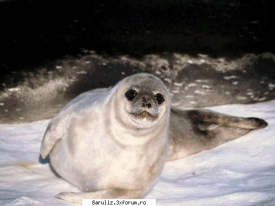 dah foca era cel mai bazath
iar tezele lui erau foarte scurte orele de mate:)))))